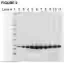 Fig. 04 - RECOMBINANT PEPTIDE-MHC COMPLEX BINDING PROTEINS AND THEIR GENERATION AND USE