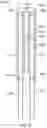Fig. 09 - PULLEY AND CABLE ARRANGEMENT