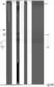 Fig. 08 - Optical temperature measurements in photonic circuits