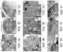 Fig. 02 - METHODS FOR PREPARING LIVE CELLS FOR ANALYSIS AND DETERMINING LOCALIZATION OF MEMBRANE-BOUND PROTEINS