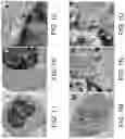 Fig. 03 - METHODS FOR PREPARING LIVE CELLS FOR ANALYSIS AND DETERMINING LOCALIZATION OF MEMBRANE-BOUND PROTEINS