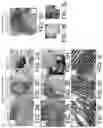 Fig. 05 - METHODS FOR PREPARING LIVE CELLS FOR ANALYSIS AND DETERMINING LOCALIZATION OF MEMBRANE-BOUND PROTEINS