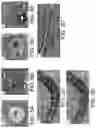 Fig. 07 - METHODS FOR PREPARING LIVE CELLS FOR ANALYSIS AND DETERMINING LOCALIZATION OF MEMBRANE-BOUND PROTEINS