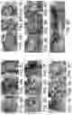 Fig. 08 - METHODS FOR PREPARING LIVE CELLS FOR ANALYSIS AND DETERMINING LOCALIZATION OF MEMBRANE-BOUND PROTEINS