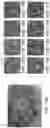 Fig. 09 - METHODS FOR PREPARING LIVE CELLS FOR ANALYSIS AND DETERMINING LOCALIZATION OF MEMBRANE-BOUND PROTEINS