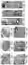 Fig. 11 - METHODS FOR PREPARING LIVE CELLS FOR ANALYSIS AND DETERMINING LOCALIZATION OF MEMBRANE-BOUND PROTEINS