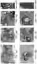Fig. 12 - METHODS FOR PREPARING LIVE CELLS FOR ANALYSIS AND DETERMINING LOCALIZATION OF MEMBRANE-BOUND PROTEINS