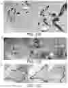 Fig. 13 - METHODS FOR PREPARING LIVE CELLS FOR ANALYSIS AND DETERMINING LOCALIZATION OF MEMBRANE-BOUND PROTEINS