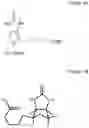 Fig. 02 - NOVEL BIOTIN-SPECIFIC MONOCLONAL ANTIBODY AND USE THEREOF