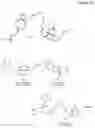 Fig. 08 - Biotin-specific monoclonal antibody and use thereof