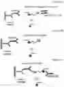 Fig. 17 - Biotin-specific monoclonal antibody and use thereof