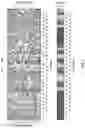 Fig. 08 - Methods for characterizing and engineering protein-protein interactions