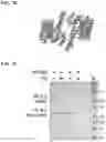 Fig. 18 - MULTI-TARGET CROSSLINKERS AND USES THEREOF