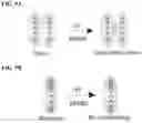Fig. 20 - MULTI-TARGET CROSSLINKERS AND USES THEREOF