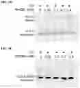 Fig. 22 - MULTI-TARGET CROSSLINKERS AND USES THEREOF