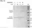 Fig. 27 - MULTI-TARGET CROSSLINKERS AND USES THEREOF