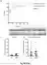 Fig. 06 - METHODS OF DETECTING AND DIAGNOSING DEFECTS OF THE LYMPHATIC VASCULATURE