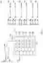Fig. 10 - Multi-phase fault identification in capacitor banks