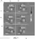 Fig. 08 - Systems and methods for laser scissors and tweezers with a quantitative phase microscope (QPM)