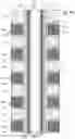 Fig. 13 - Nonvolatile memory with on-chip encoding for foggy-fine programming