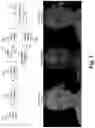 Fig. 02 - Dense mesh compression