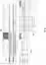 Fig. 11 - SYSTEMS AND METHODS FOR GENOME ANALYSIS AND VISUALIZATION