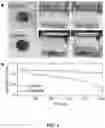 Fig. 03 - CONVERSION OF HALIDE PEROVSKITE SURFACES TO INSOLUBLE, WIDE-BANDGAP LEAD OXYSALTS FOR ENHANCED SOLAR CELL STABILITY