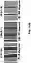 Fig. 16 - METHOD FOR FLATTENING A SURFACE ON AN EPITAXIAL LATERAL GROWTH LAYER