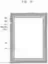 Fig. 11 - Display device