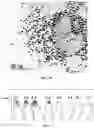 Fig. 06 - Electrode including metal nanoparticles having conductive polymer shell and conductive film and method for manufacturing the same