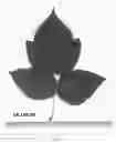 Fig. 04 - Raspberry plant named ‘Plapink 14103’