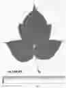 Fig. 05 - Raspberry plant named ‘Plapink 14103’