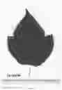 Fig. 06 - Raspberry plant named ‘Plapink 14103’