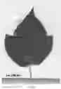 Fig. 07 - Raspberry plant named ‘Plapink 14103’