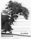 Fig. 18 - Raspberry plant named ‘Plapink 14103’