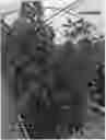 Fig. 01 - Raspberry plant named ‘Plapink 14116’