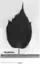 Fig. 07 - Raspberry plant named ‘Plapink 14116’
