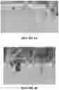 Fig. 05 - Methods and compositions for axillary shoot micropropagation of and related plants