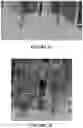 Fig. 08 - Methods and compositions for axillary shoot micropropagation of and related plants