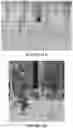 Fig. 12 - Methods and compositions for axillary shoot micropropagation of and related plants