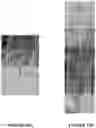 Fig. 13 - Methods and compositions for axillary shoot micropropagation of and related plants