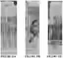Fig. 16 - Methods and compositions for axillary shoot micropropagation of and related plants