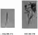 Fig. 18 - Methods and compositions for axillary shoot micropropagation of and related plants