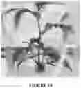 Fig. 19 - Methods and compositions for axillary shoot micropropagation of and related plants