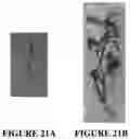 Fig. 22 - Methods and compositions for axillary shoot micropropagation of and related plants