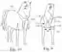 Fig. 11 - EQUINE BLANKET AND ADJUSTABLE BLANKET SYSTEM