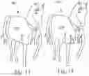 Fig. 14 - EQUINE BLANKET AND ADJUSTABLE BLANKET SYSTEM