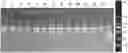 Fig. 01 - NUCLEIC ACID PRESERVATION, PREPARATION METHOD AND APPLICATION THEREOF