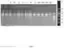 Fig. 02 - NUCLEIC ACID PRESERVATION, PREPARATION METHOD AND APPLICATION THEREOF