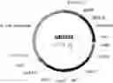 Fig. 01 - Steviol glycoside transport